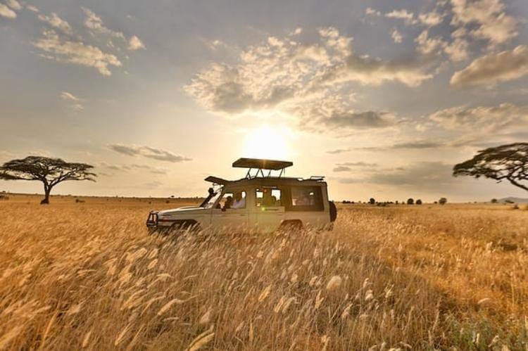 Guided Safari Expeditions with  Muvrixo 